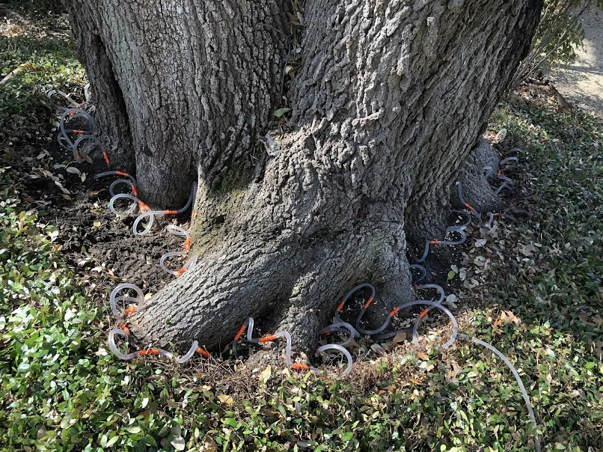 Detailed Tree Cabling and Bracing job site in Upland