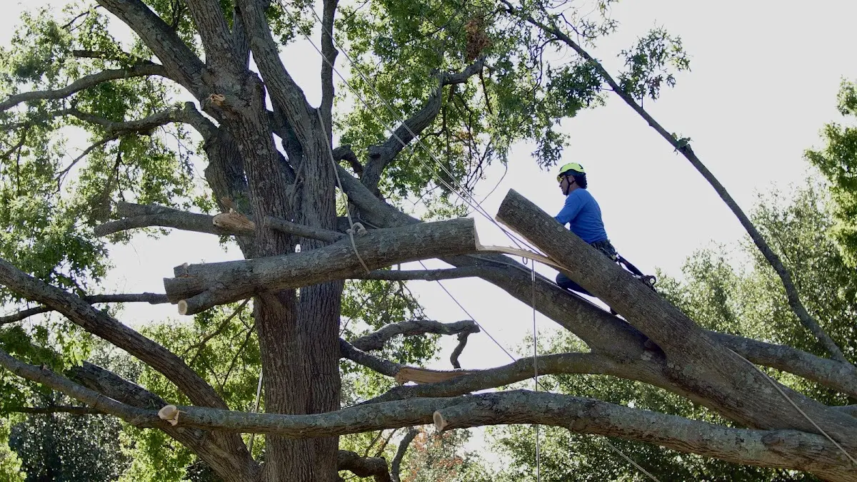 Professional Crown Thinning performed by certified arborists in Upland